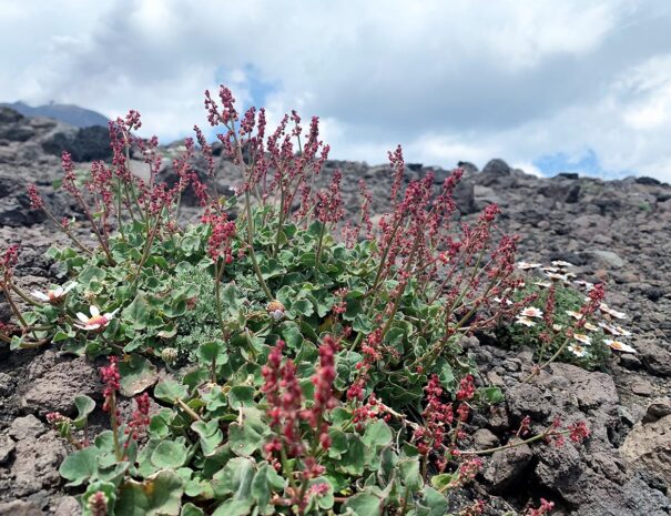 etna 3000 metri